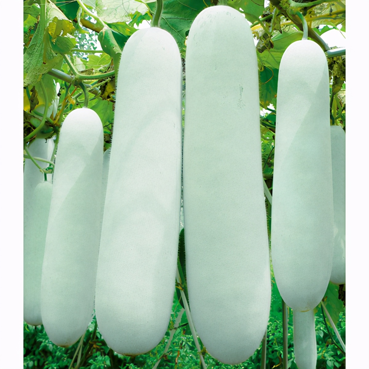 這個冬瓜品種放1年不壞，口感脆甜，多年科研就為打造這1個爆品