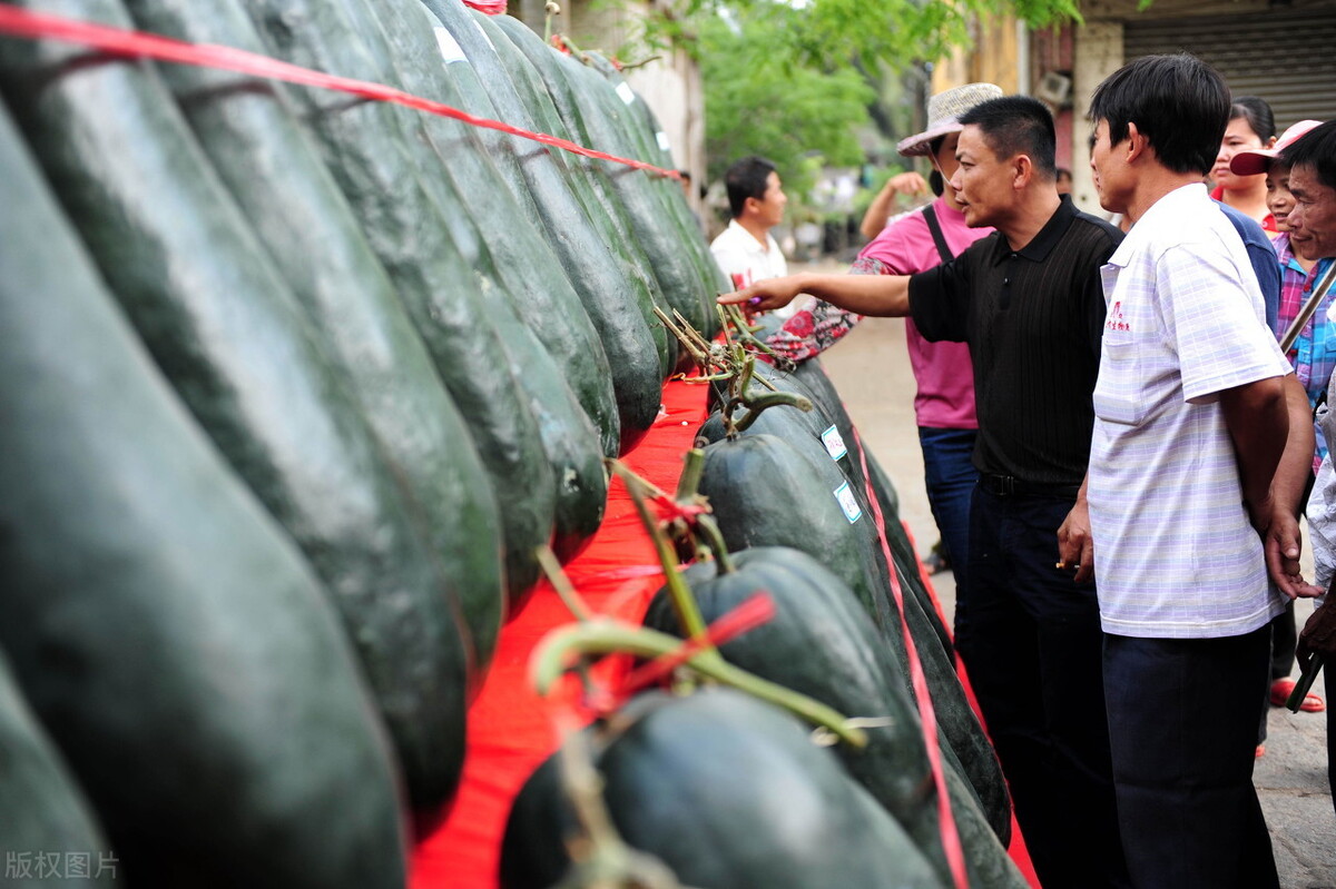 這個冬瓜品種放1年不壞，口感脆甜，多年科研就為打造這1個爆品
