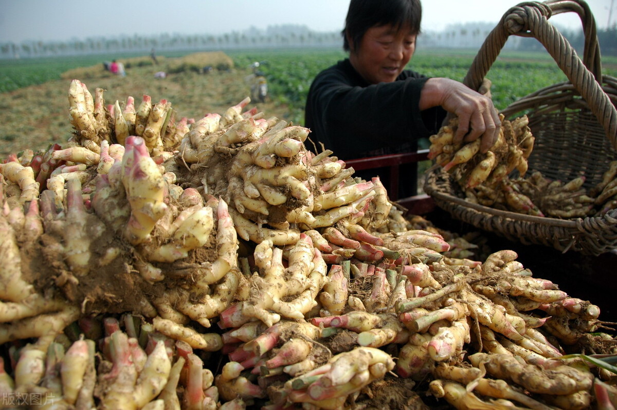 時(shí)隔三年，向錢蔥、姜你軍又來了，心動(dòng)了嗎？來年你會(huì)換品種嗎？