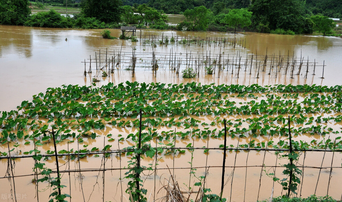 時(shí)隔三年，向錢蔥、姜你軍又來了，心動(dòng)了嗎？來年你會(huì)換品種嗎？