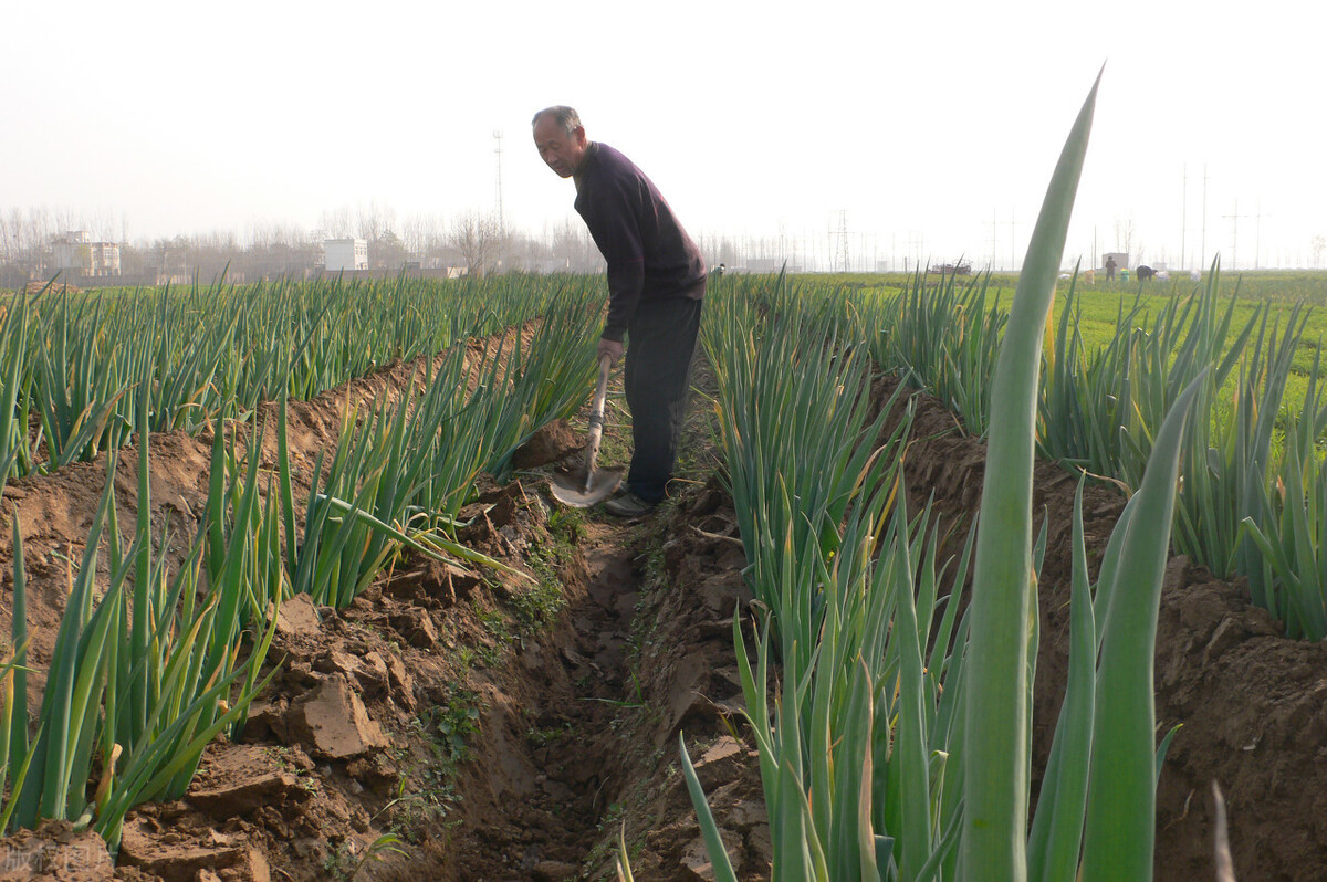 時(shí)隔三年，向錢蔥、姜你軍又來了，心動(dòng)了嗎？來年你會(huì)換品種嗎？