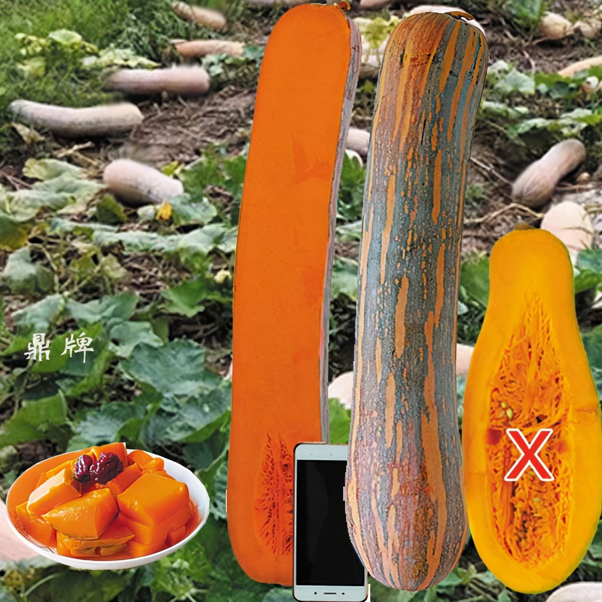 時(shí)隔三年，向錢蔥、姜你軍又來了，心動(dòng)了嗎？來年你會(huì)換品種嗎？