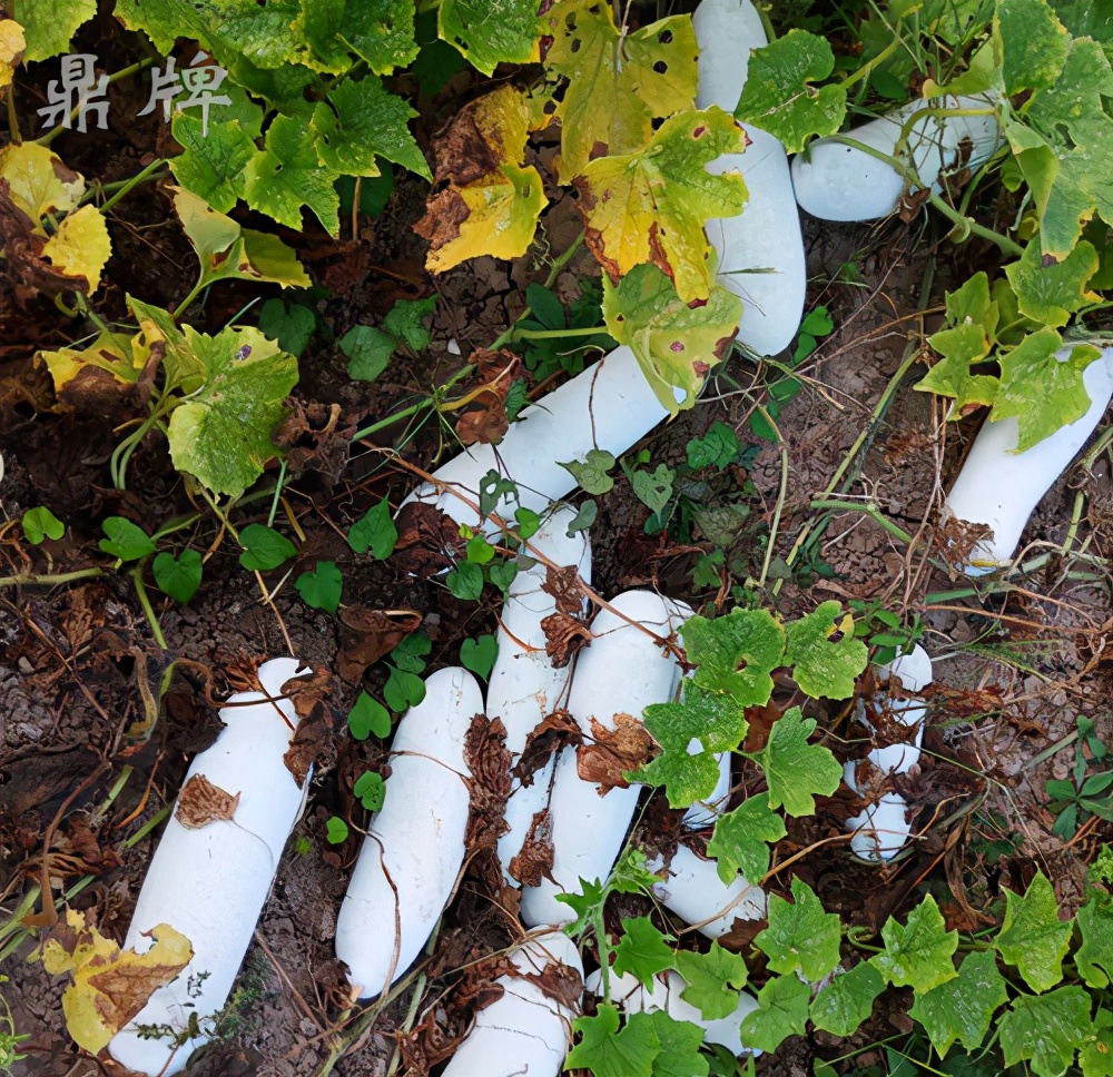 畝產(chǎn)值可達(dá)3萬元的冬瓜終上市，21年科研沉淀成就它