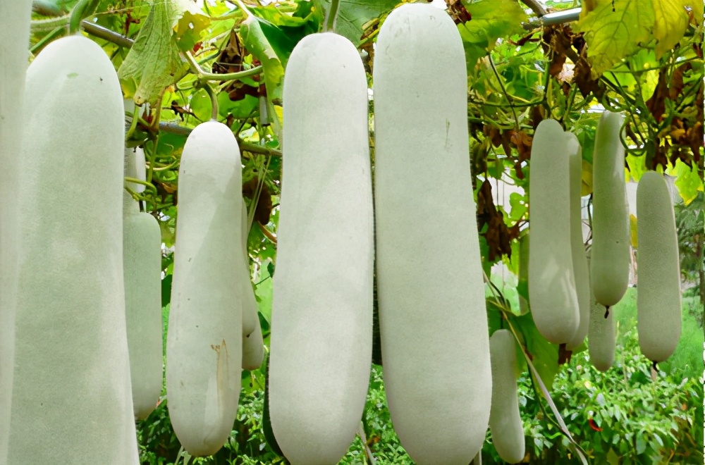 畝產(chǎn)值可達(dá)3萬元的冬瓜終上市，21年科研沉淀成就它
