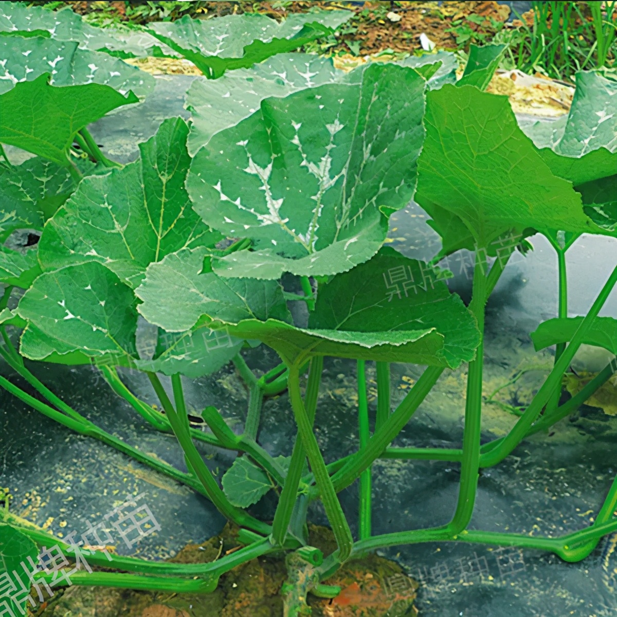 種這種綠葉菜，栽培輕松，畝產(chǎn)值過萬元，菜農(nóng)表示很劃算