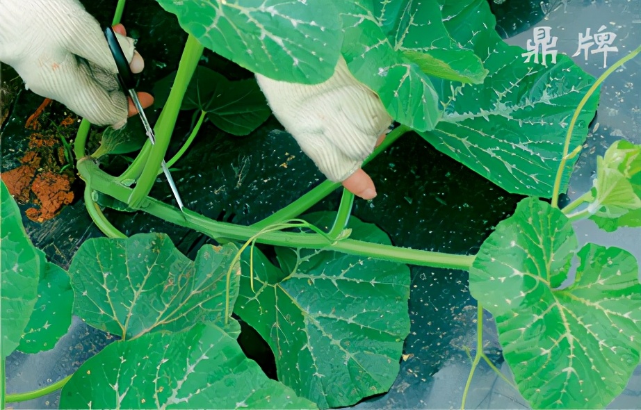 種這種綠葉菜，栽培輕松，畝產(chǎn)值過萬元，菜農(nóng)表示很劃算