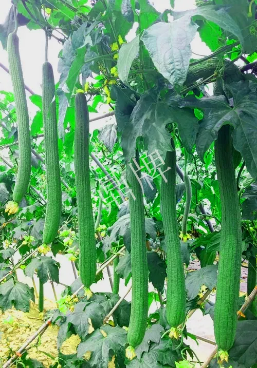 它是絲瓜種植戶的新選擇，節(jié)節(jié)有瓜，瓜長而不彎曲
