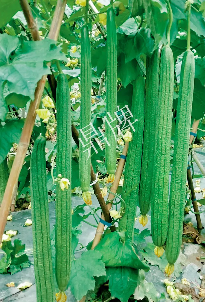 它是絲瓜種植戶的新選擇，節(jié)節(jié)有瓜，瓜長而不彎曲