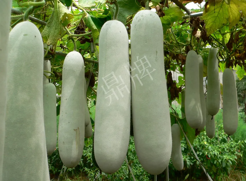 這個(gè)品種太優(yōu)秀了！耐儲(chǔ)耐運(yùn)，適合大面積種植，菜農(nóng)瓜販都喜歡