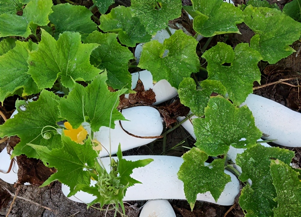 這個(gè)品種太優(yōu)秀了！耐儲(chǔ)耐運(yùn)，適合大面積種植，菜農(nóng)瓜販都喜歡