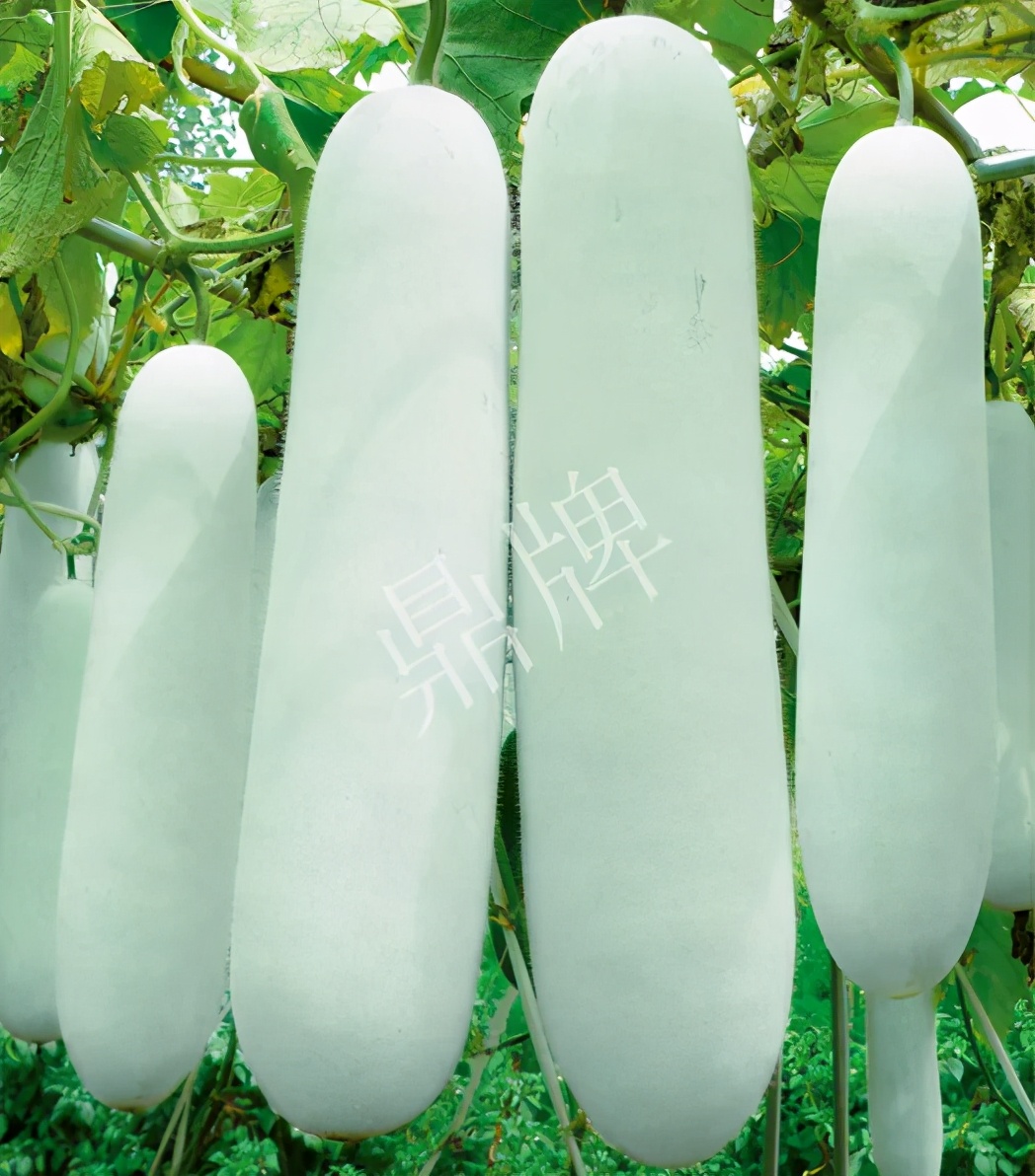 這個(gè)品種太優(yōu)秀了！耐儲(chǔ)耐運(yùn)，適合大面積種植，菜農(nóng)瓜販都喜歡