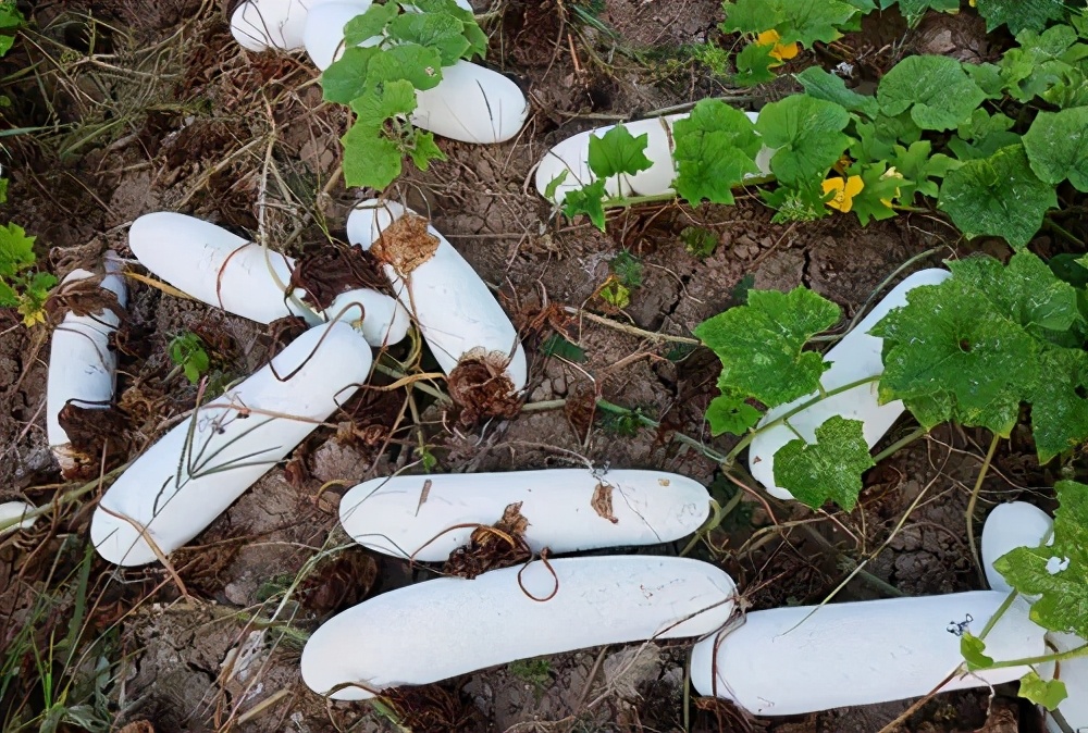 這個(gè)品種太優(yōu)秀了！耐儲(chǔ)耐運(yùn)，適合大面積種植，菜農(nóng)瓜販都喜歡