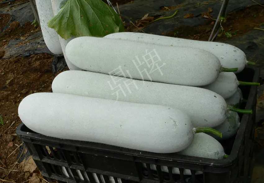 這個(gè)品種太優(yōu)秀了！耐儲(chǔ)耐運(yùn)，適合大面積種植，菜農(nóng)瓜販都喜歡