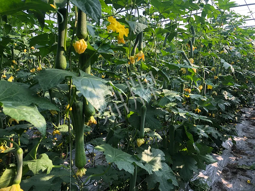 這個(gè)絲瓜怎么種都優(yōu)秀！賣價(jià)和產(chǎn)量都很高
