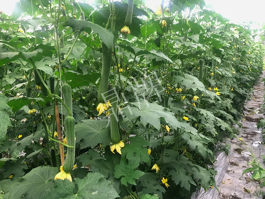 這個(gè)絲瓜怎么種都優(yōu)秀！賣價(jià)和產(chǎn)量都很高