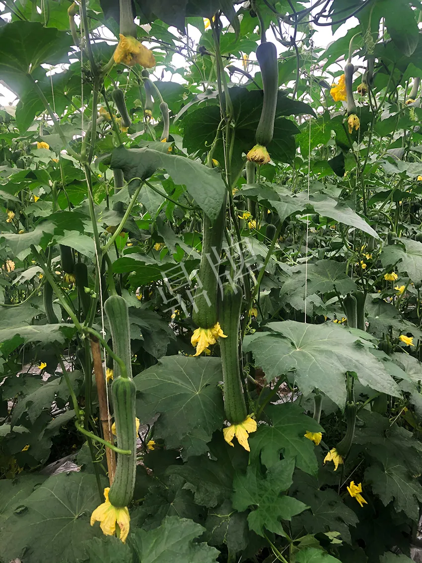 這個(gè)絲瓜怎么種都優(yōu)秀！賣價(jià)和產(chǎn)量都很高