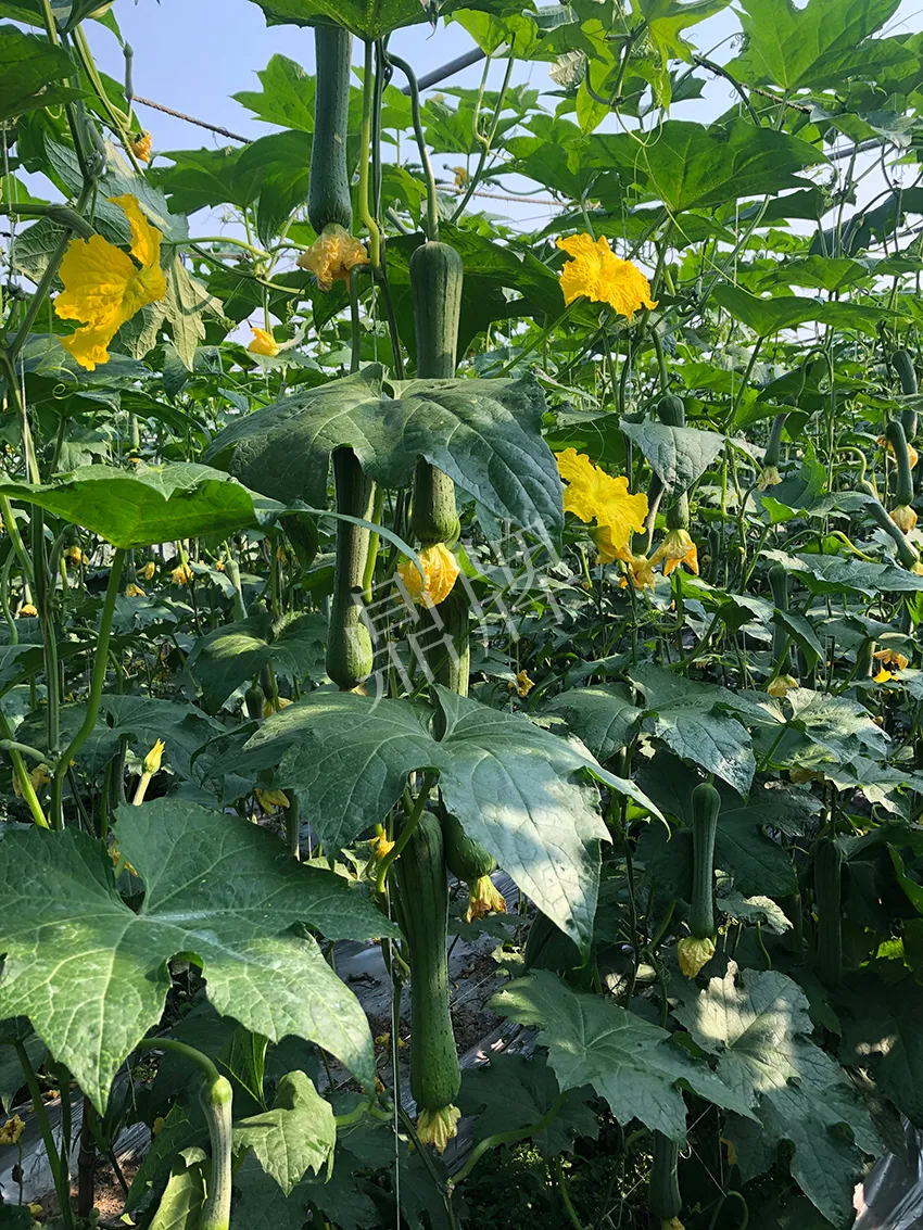 這個(gè)絲瓜怎么種都優(yōu)秀！賣價(jià)和產(chǎn)量都很高