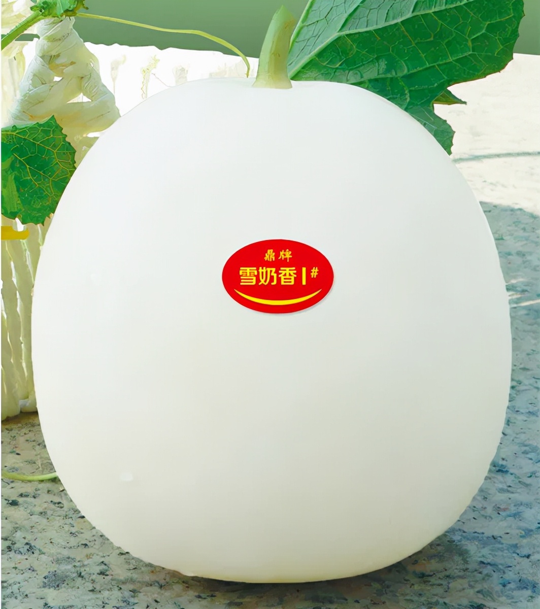 河南焦作的李向林今年種植甜瓜新品種，客戶直接拉貨走人