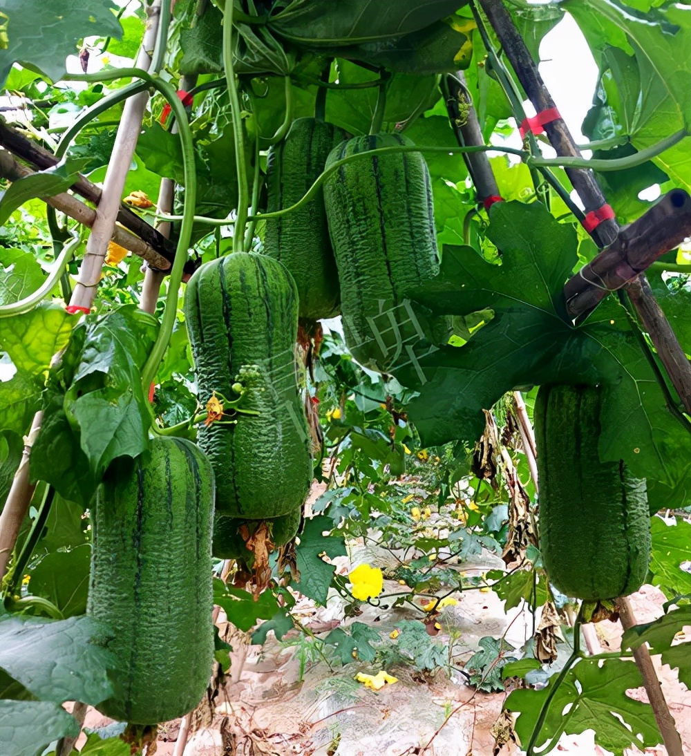 臺州的曾方明試種新品種，畝收入超過6萬元