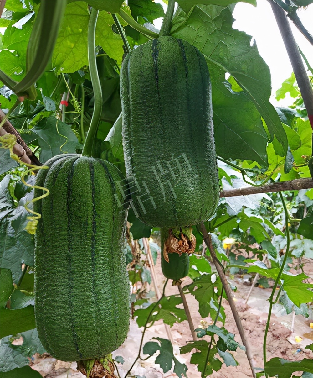 臺州的曾方明試種新品種，畝收入超過6萬元