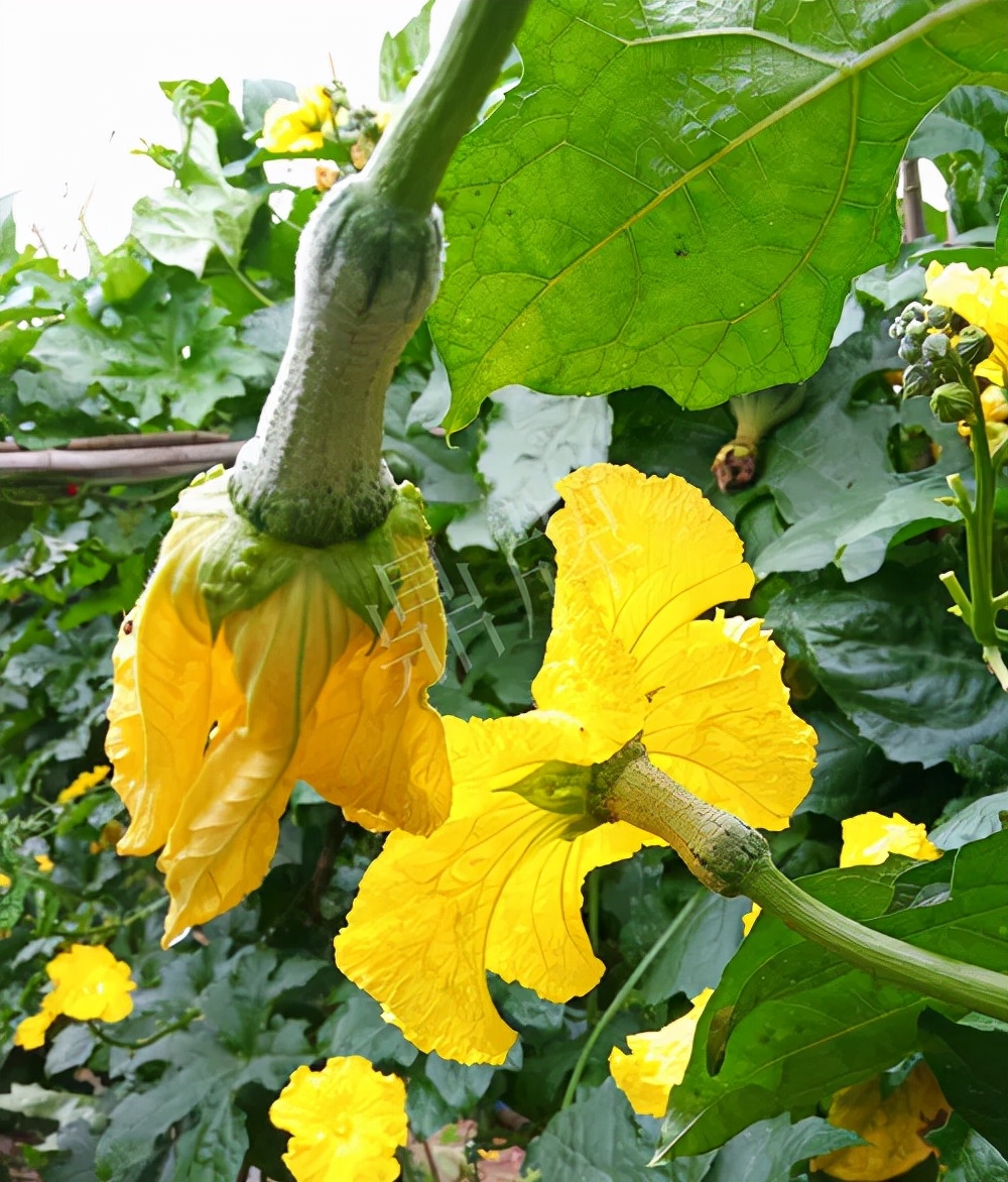 臺州的曾方明試種新品種，畝收入超過6萬元