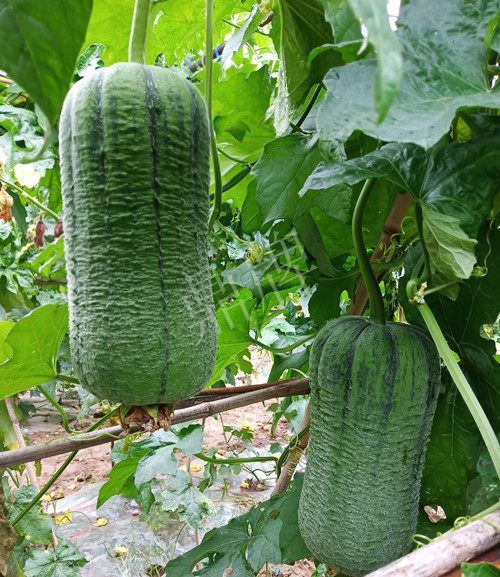 臺州的曾方明試種新品種，畝收入超過6萬元