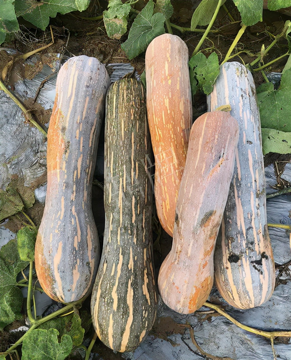 四川農(nóng)戶今年種“健美蜜本”南瓜產(chǎn)量高，品質(zhì)好，感覺巴適得很