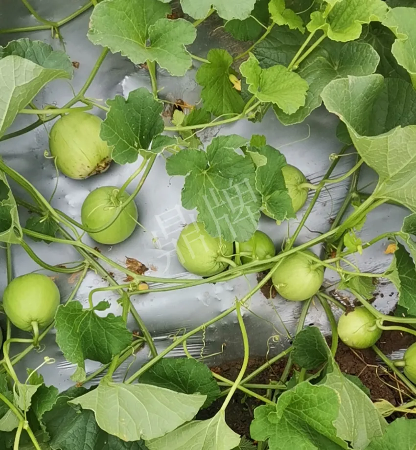 其他品種的甜瓜2塊1斤都賣不動，我的玉奶香2號甜瓜2塊5直接搶