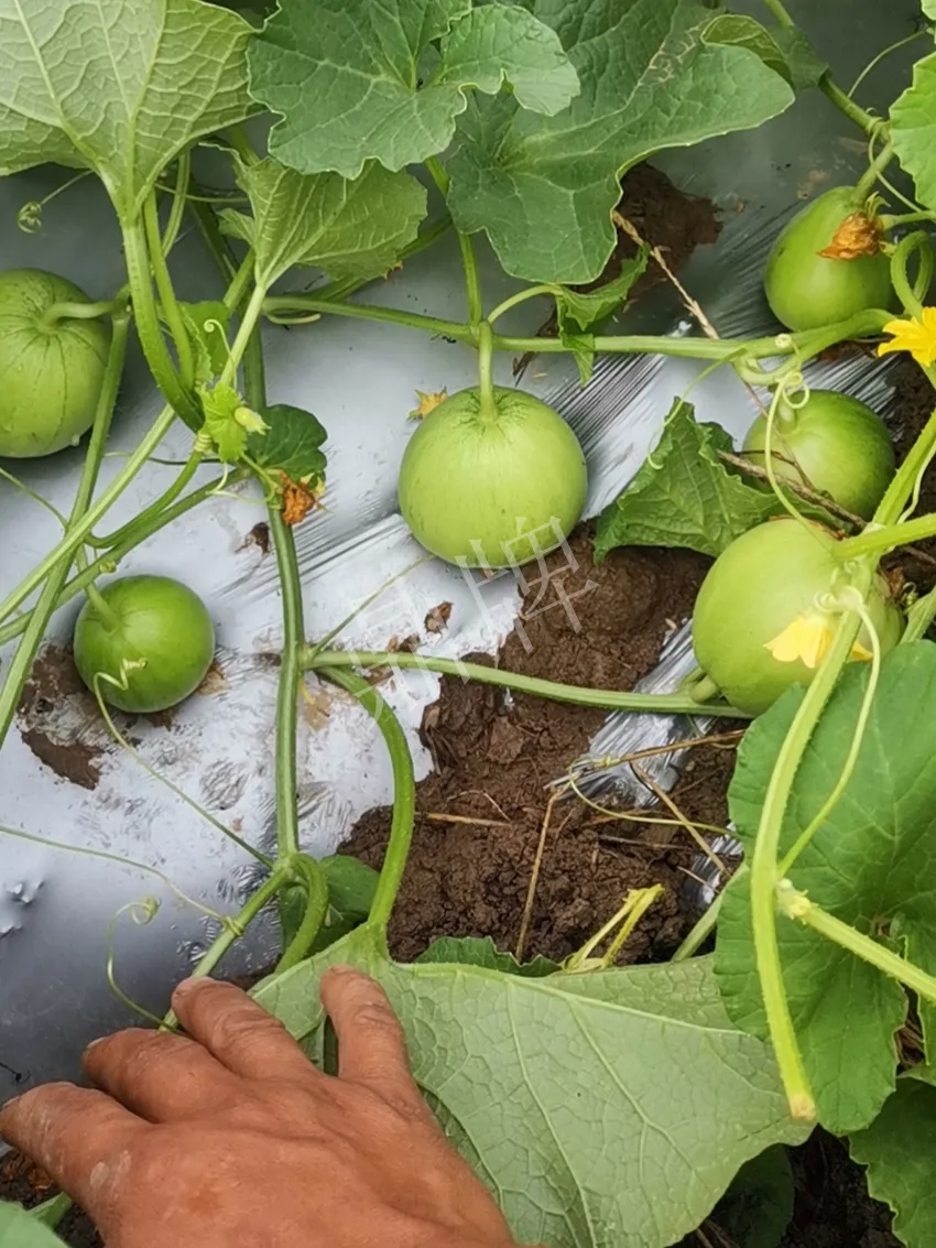 其他品種的甜瓜2塊1斤都賣不動，我的玉奶香2號甜瓜2塊5直接搶