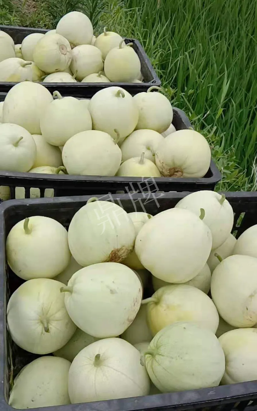 其他品種的甜瓜2塊1斤都賣不動，我的玉奶香2號甜瓜2塊5直接搶