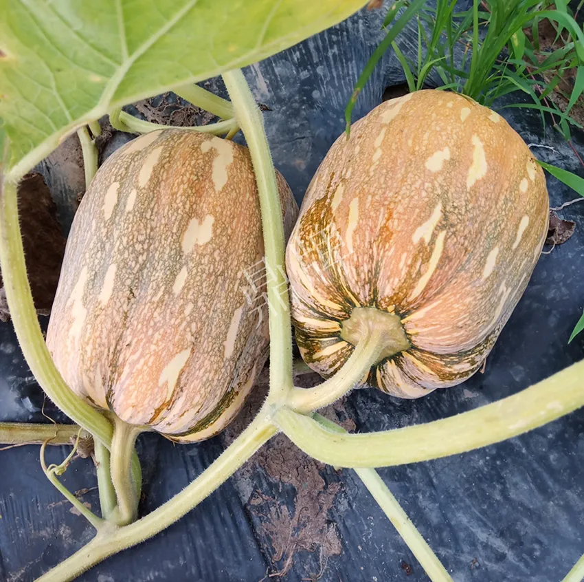 襄陽農(nóng)民“押寶”押對(duì)了，這個(gè)品種幫他賺了2倍錢