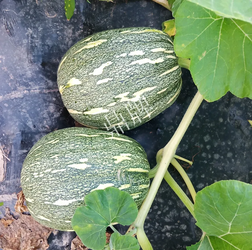 襄陽農(nóng)民“押寶”押對(duì)了，這個(gè)品種幫他賺了2倍錢