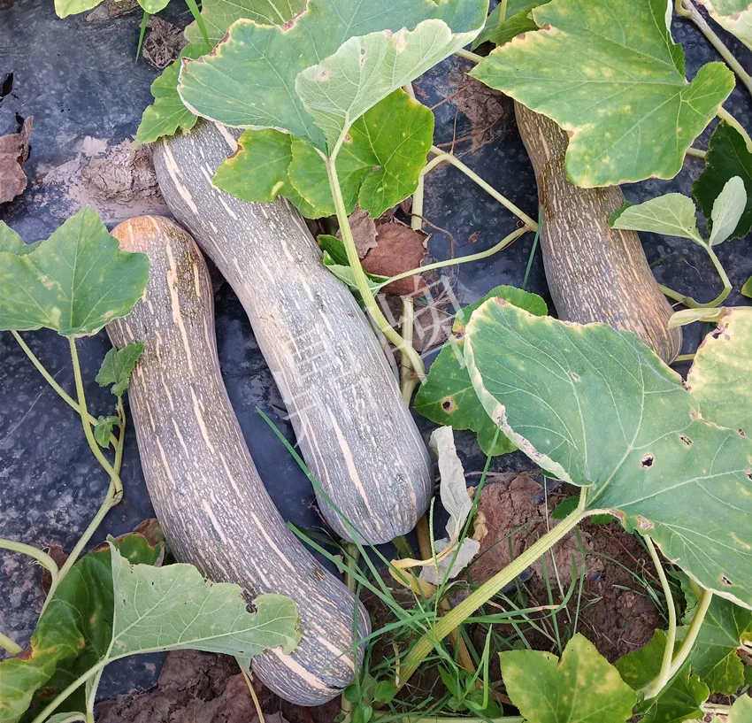 岳陽王大年打工多年，選擇回家種南瓜，今年還增加了50畝地