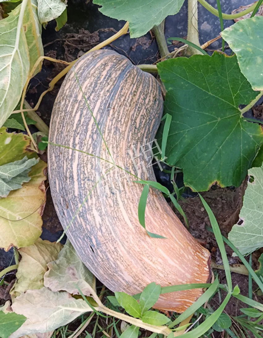 岳陽王大年打工多年，選擇回家種南瓜，今年還增加了50畝地