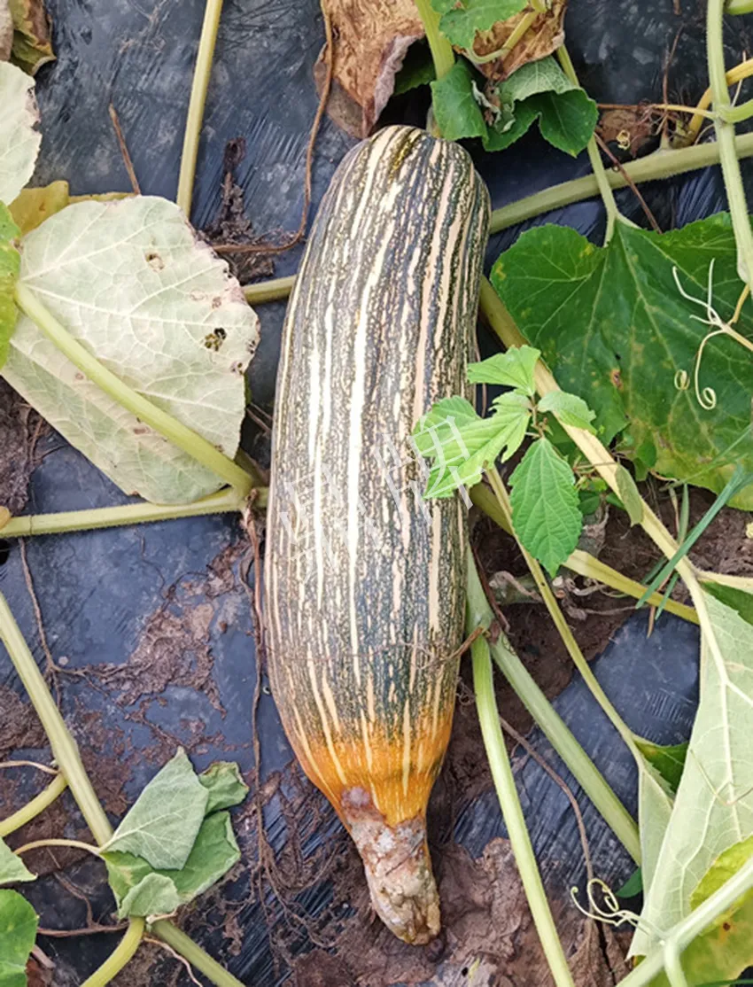 岳陽王大年打工多年，選擇回家種南瓜，今年還增加了50畝地