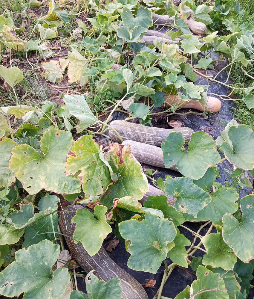 岳陽王大年打工多年，選擇回家種南瓜，今年還增加了50畝地