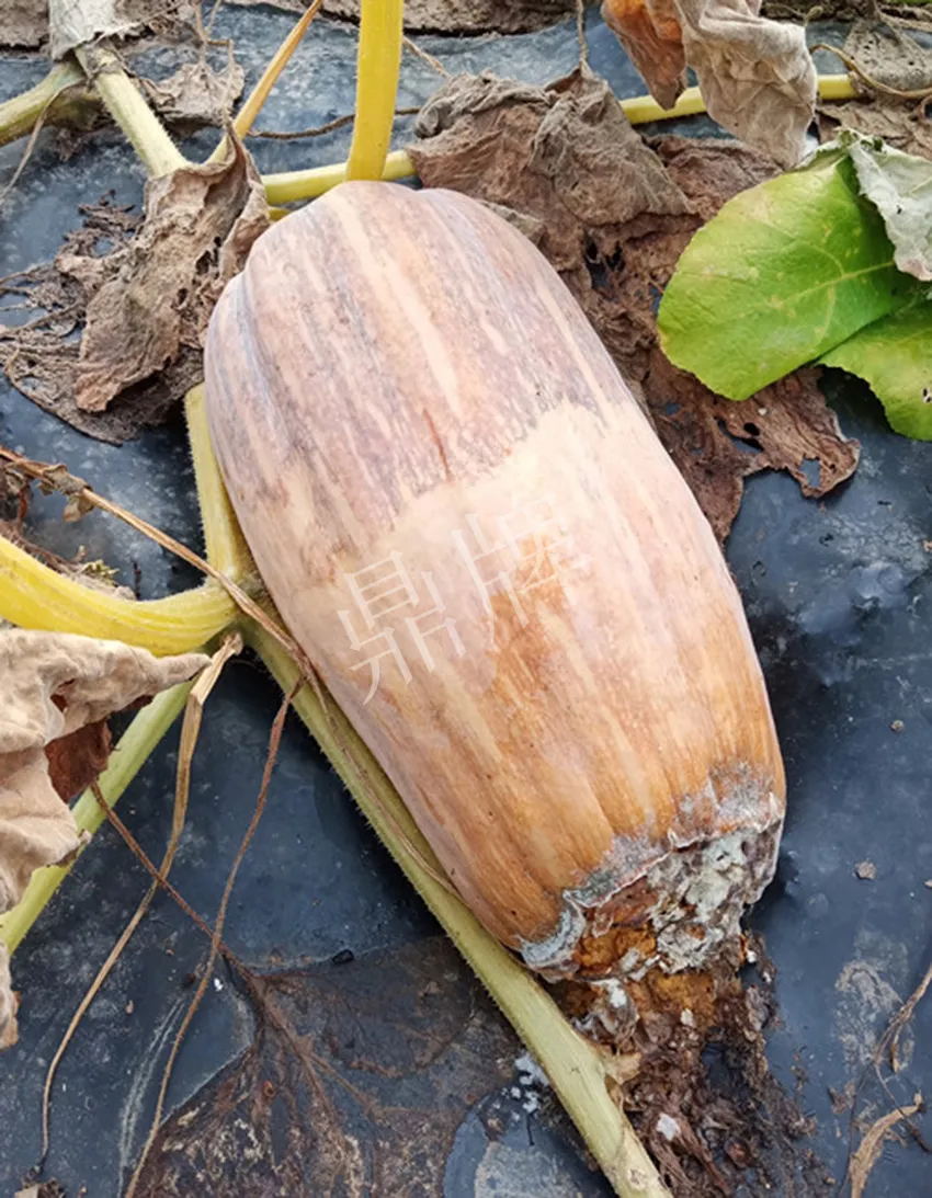 岳陽王大年打工多年，選擇回家種南瓜，今年還增加了50畝地