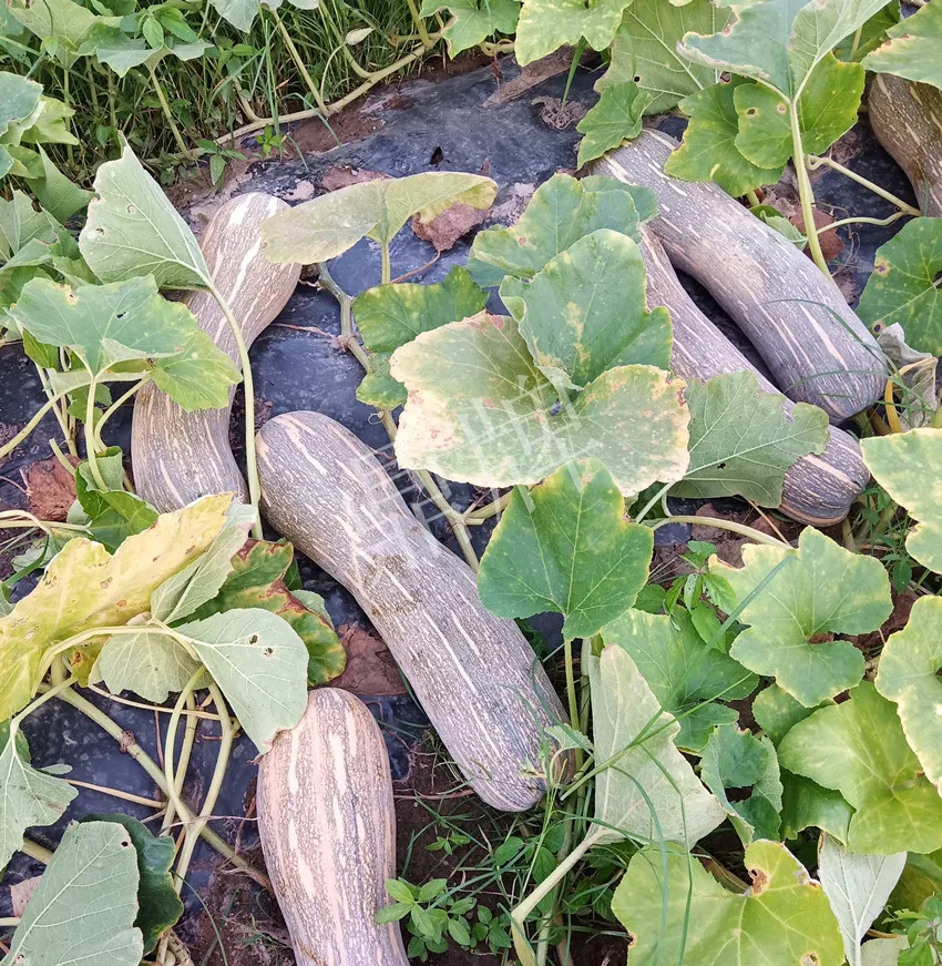 岳陽王大年打工多年，選擇回家種南瓜，今年還增加了50畝地