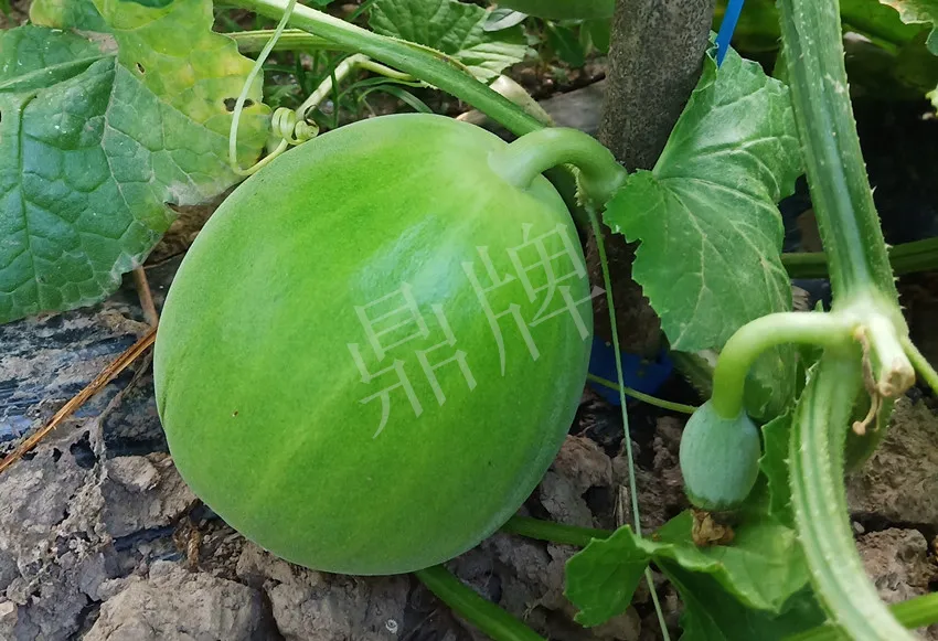 婁底瓜農(nóng)純賺50萬(wàn)，我這個(gè)“張大膽”榮光了一把