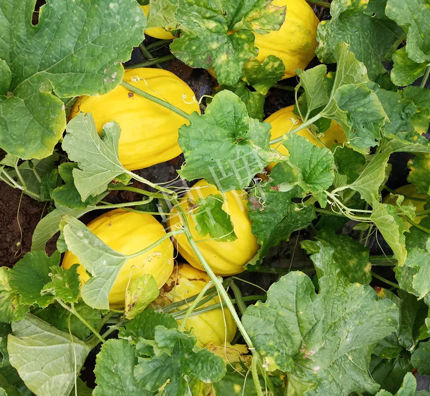 婁底瓜農(nóng)純賺50萬(wàn)，我這個(gè)“張大膽”榮光了一把