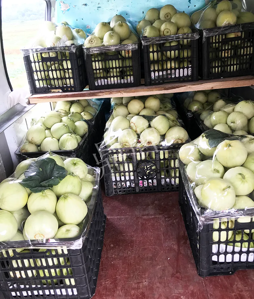 郴州農(nóng)戶種植新品種，果實(shí)又香又甜，很好賣(mài)