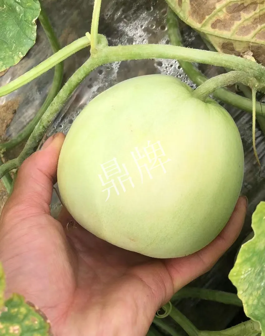 郴州農(nóng)戶種植新品種，果實(shí)又香又甜，很好賣(mài)