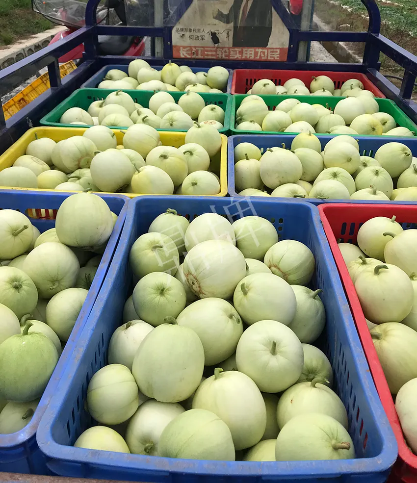 郴州農(nóng)戶種植新品種，果實(shí)又香又甜，很好賣(mài)