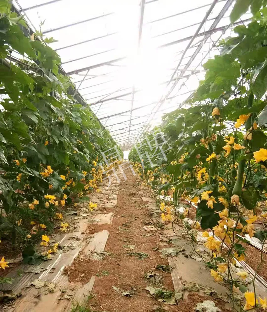 鎮(zhèn)江的何青萍，在法國種植“優(yōu)比1號”每公斤24元