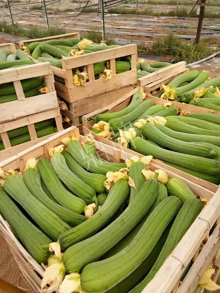 鎮(zhèn)江的何青萍，在法國種植“優(yōu)比1號”每公斤24元