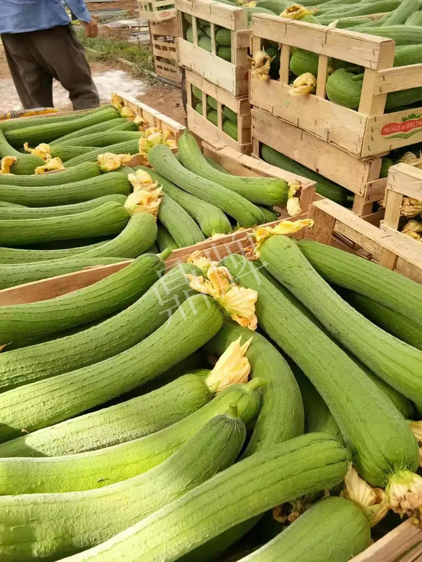 鎮(zhèn)江的何青萍，在法國種植“優(yōu)比1號”每公斤24元