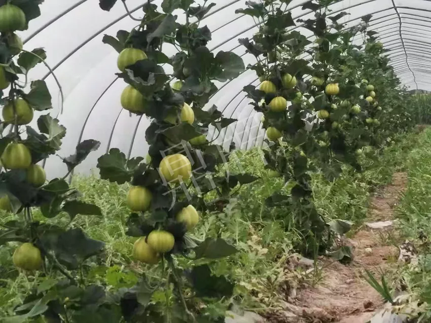 一株坐果15個，6元1斤，好賣得很