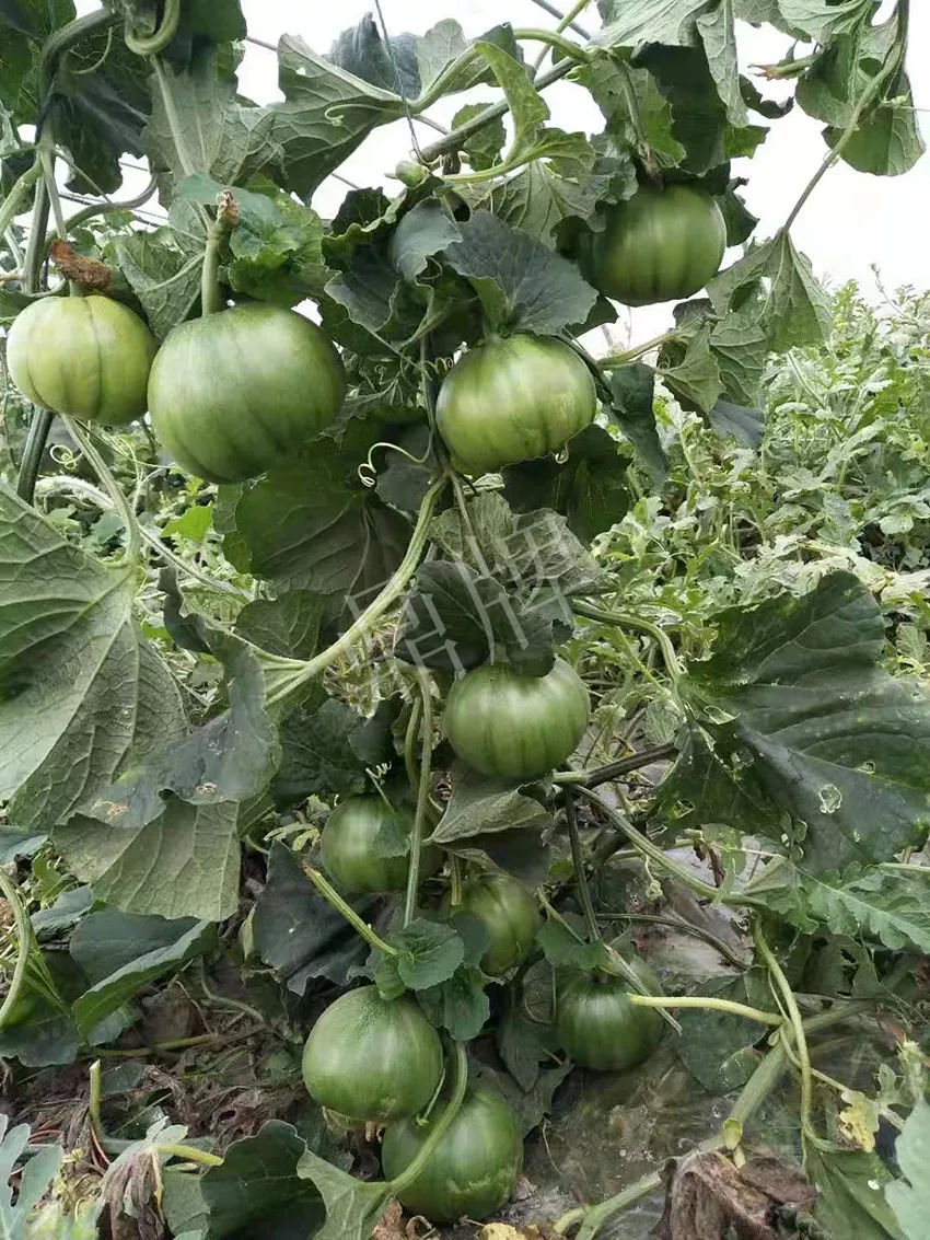 一株坐果15個，6元1斤，好賣得很