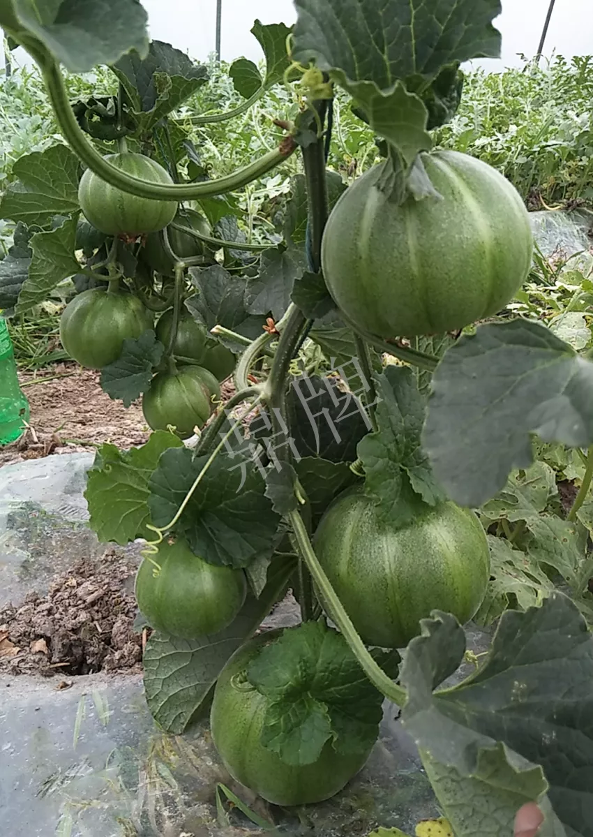 一株坐果15個，6元1斤，好賣得很