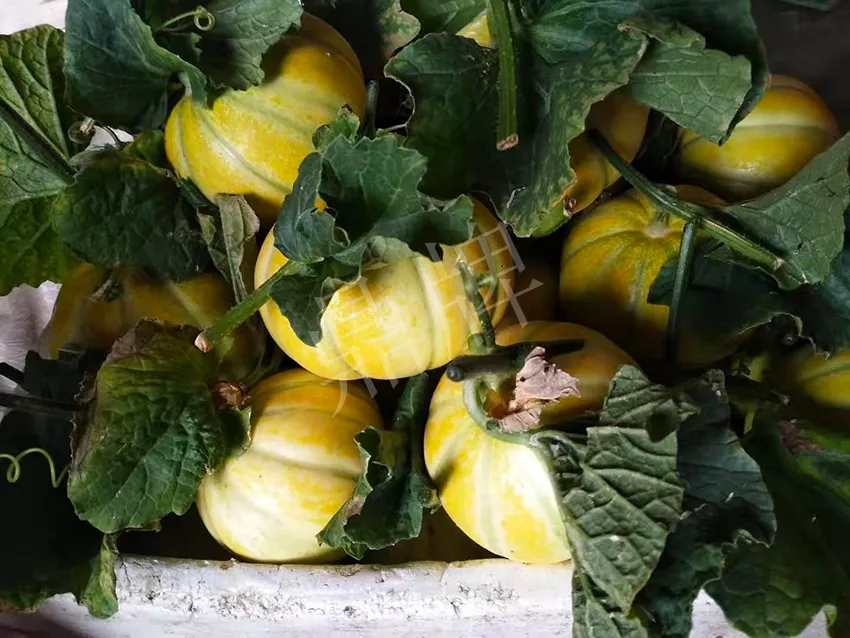 一株坐果15個，6元1斤，好賣得很